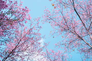 Pink flowers in the forest against a bright sky