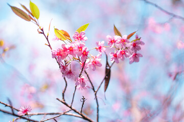 Pink flowers in the forest against a bright sky
