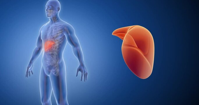 Liver x-ray style, internal organs 3D render, anatomy of the human body, blue background
