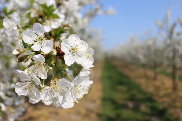 tree blossom
