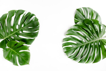 Tropical palm leaves Monstera on white background. Flat lay, top view.