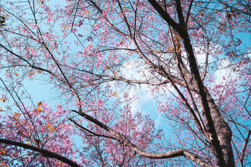 Pink flowers in the forest against a bright sky