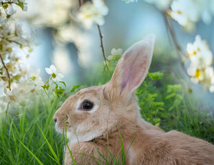 a cute rabbit is resting in the garden