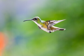 A White-chested Emerald hummingbird hovering with a blurred green background. Wildlife in nature. Bird in wild. 
