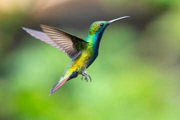 A male Black-throated Mango hummingbird hovering in the air with a green blurred background....