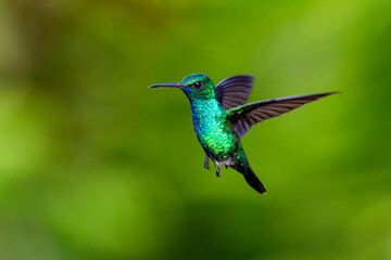 A male Blue-chinned Sapphire hummingbird hovering with a green background. Wildlife in nature. Bird in flight. 
