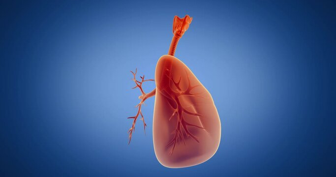Lungs, bronchi, alveoli x-ray style, internal organs 3D render, anatomy of the human body, blue background