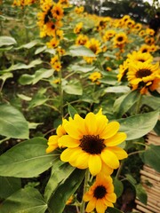 Obraz premium sunflowers in the garden