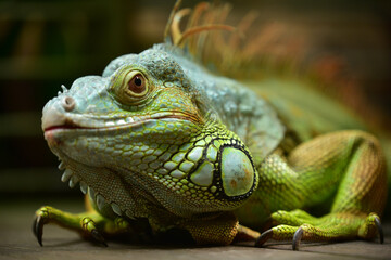 beautiful lizard