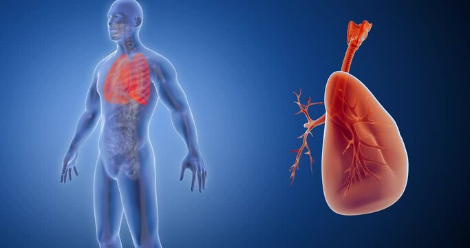 Lungs, bronchi, alveoli x-ray style, internal organs 3D render, anatomy of the human body, blue background