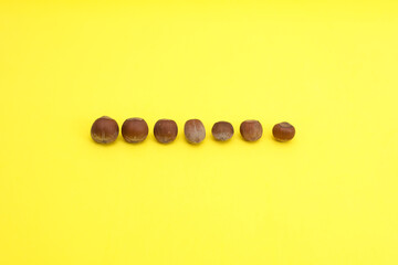 Hazelnuts of different sizes on a yellow background