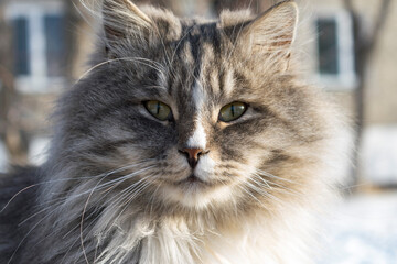 Fluffy street cat with green eyes taken close up