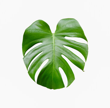 Monstera leaf on white background