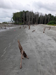 trees on the beach