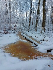 fores in winter 