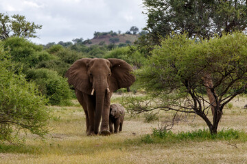 Fototapeta premium Elephant mother and calf walking in Mashatu Game Reserve in the Tuli Block in Botswana