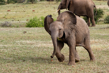 Naklejka na ściany i meble Elephant calf is very curious in Mashatu Game Reserve in the Tuli Block in Botswana