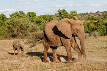 Fototapeta premium Elephant mother and calf walking in Mashatu Game Reserve in the Tuli Block in Botswana