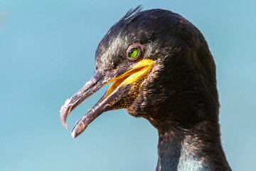 Kormoran, Krähenschabe