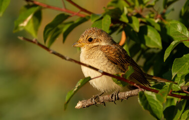 Red-backed shrike, Lanius collurio. In the early morning a young bird sits on a tree branch