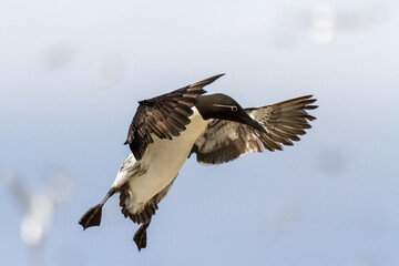 Obraz premium Trottellummen im Anflug