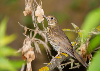 Song thrush, Turdus philomelos. The bird sits on an old branch