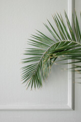 plant leaf on wall background