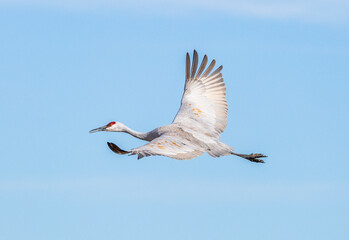 heron in flight