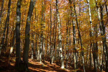 Obraz premium Herbstwald 