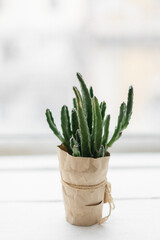 cactus in pot 