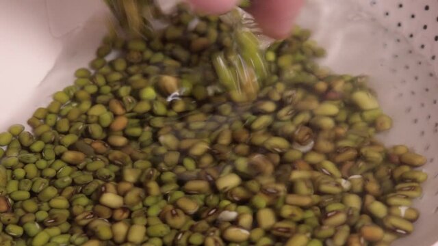 mung beans washed in water for cooking. Mash is widely used in Chinese cuisine. green bean