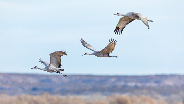 Geese in flight