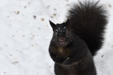 Black Squirrel looking for peanuts
