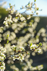 Fruit trees bloom in spring against a background of blue sky and other flowering trees. Close-up