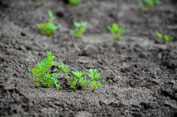 Young carrot seedlings in the garden in spring. Concept of ecology, cultivation, agriculture.