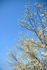 Fruit trees bloom in spring against a background of blue sky and other flowering trees. Close-up