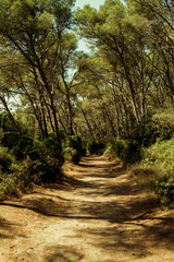 Dirt road surrounded by trees in the Natural Park of s'Albufera des Grau in Menorca, Spain.