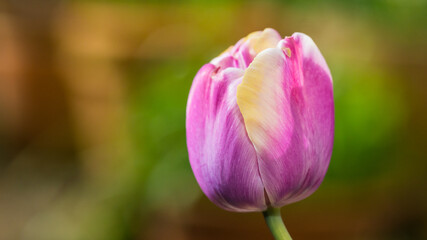 Pink Tulip