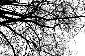 Silhouettes of a black tree without leaves isolated on a white background. negative photos of tree branches