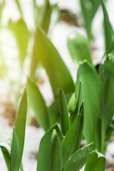 Fototapeta premium Tulips with unfolded blossoms in springtime in the garden in the morning sunlight after snowstorm, floriculture concept, vertical view, narrow DOF, soft focus