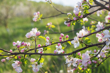 pink and white apple flowers in sunlight outdoor