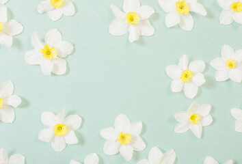 white narcissus on green paper background