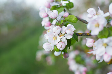 pink and white apple flowers in sunlight outdoor