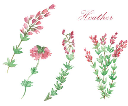 Watercolor hand painted nature floral herbal plants set with different pink blossom heather flowers, buds and green leaves on branches collection isolated on the white background with text 