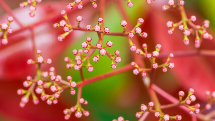 Red Robin Buds