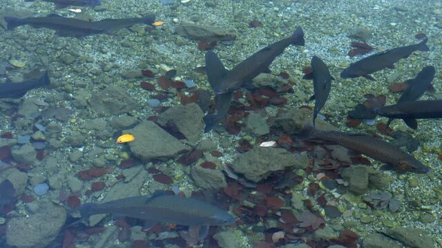 Fische schwimmen im Wasser, Badersee, Bayern, Deutschland