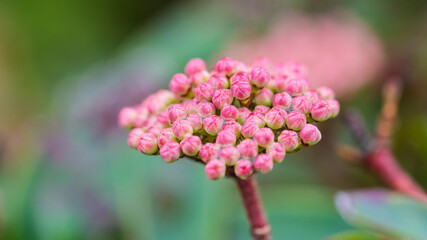 Fototapeta premium Budding Viburnum