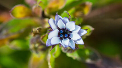 Blue And White Osteospermum