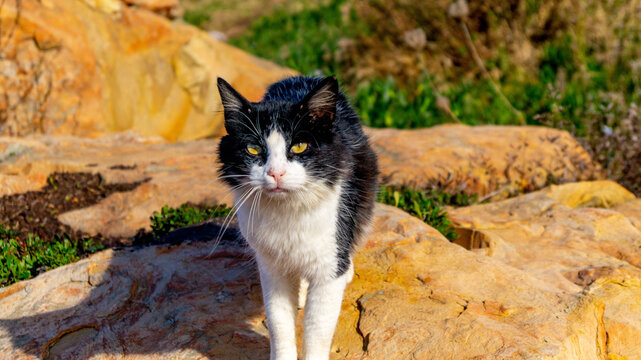 photo of cats in the rocks on the sea coast