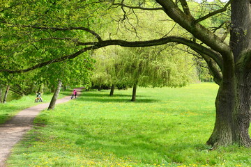 Spring park, big oak, fresh green grass, path, children on bikes